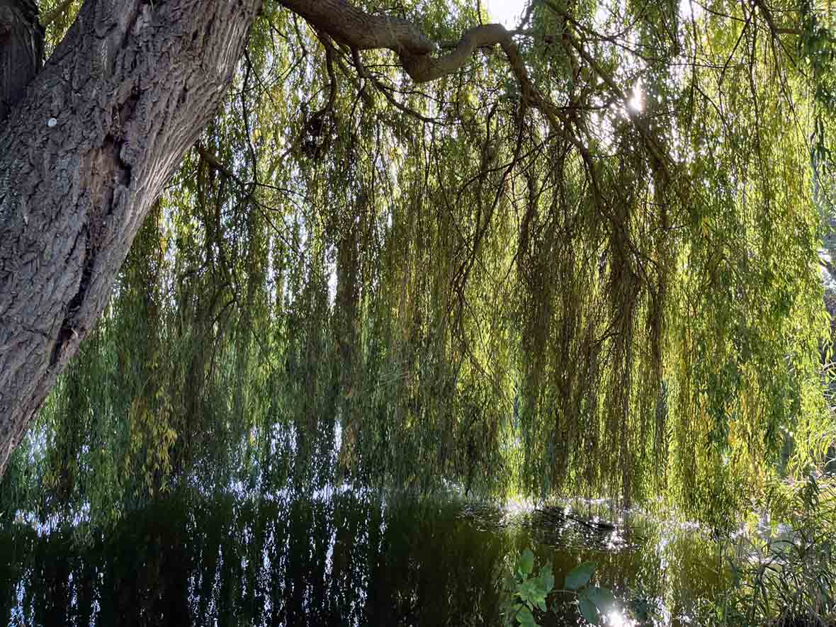 Weidenbaum am Wasser