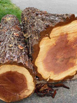 Mammutbaum Redwood im Querschnitt