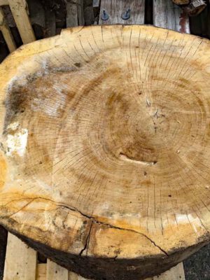 Pappel Holzbohle rund für Holzhandwerker