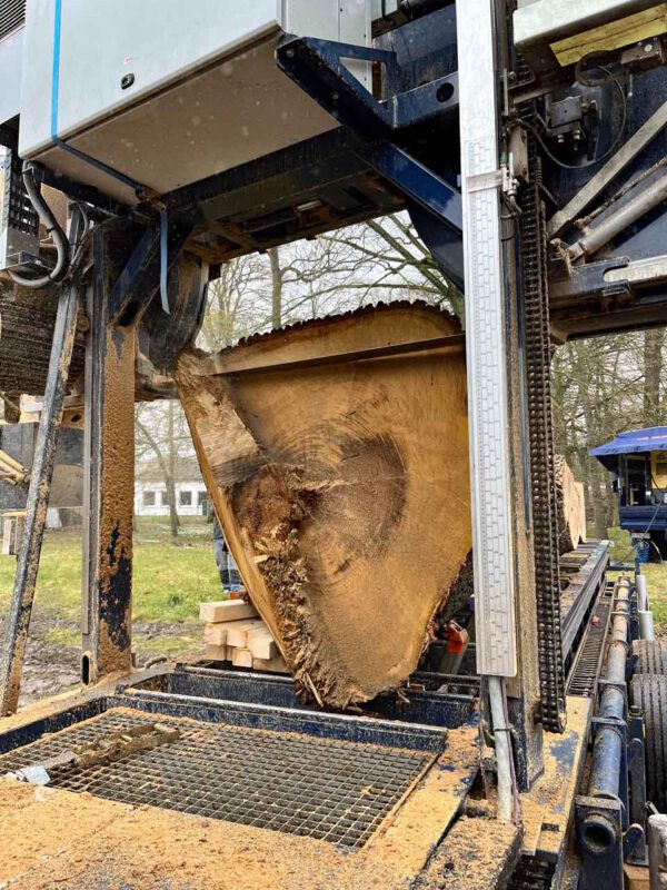 Eichenstamm im Sägewerk