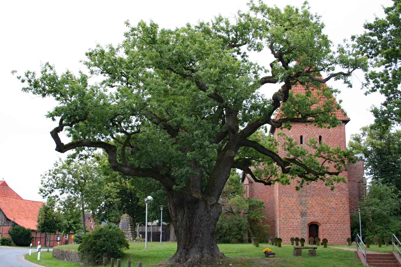 Königin der Bäume die Eiche